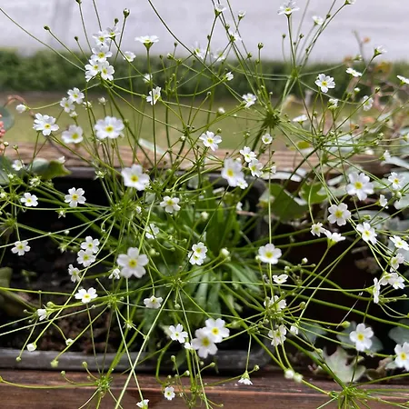 Апартаменты Bergmanns Ferienapartment