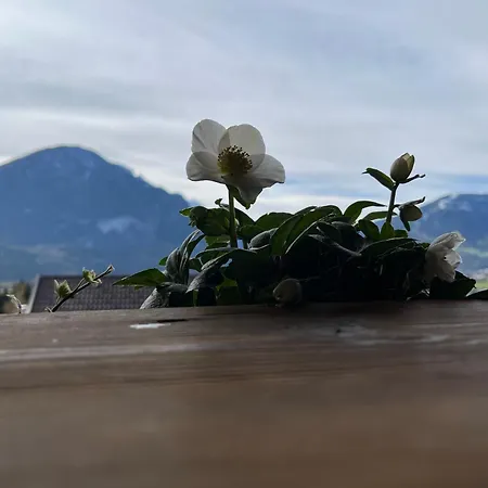 Bergmanns Ferienapartment Debant