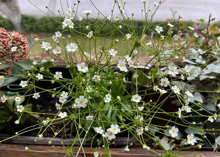 Appartement Bergmanns Ferienapartment